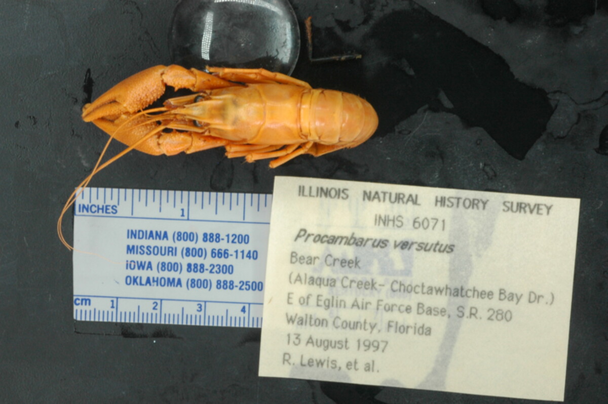 Procambarus versutus image